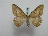  (Luxiaria AH01Ch - BC ZSM Lep 16038)  @13 [ ] CreativeCommons - Attribution Non-Commercial Share-Alike (2010) Unspecified SNSB, Zoologische Staatssammlung Muenchen