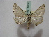  ( - BC ZSM Lep 16336)  @13 [ ] CreativeCommons - Attribution Non-Commercial Share-Alike (2010) Unspecified SNSB, Zoologische Staatssammlung Muenchen
