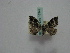  ( - BC ZSM Lep 16342)  @12 [ ] CreativeCommons - Attribution Non-Commercial Share-Alike (2010) Unspecified SNSB, Zoologische Staatssammlung Muenchen