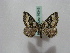  (Xanthorhoe AH01Au - BC ZSM Lep 16348)  @13 [ ] CreativeCommons - Attribution Non-Commercial Share-Alike (2010) Unspecified SNSB, Zoologische Staatssammlung Muenchen