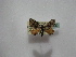  (Chrysolarentia AH01Au - BC ZSM Lep 16350)  @12 [ ] CreativeCommons - Attribution Non-Commercial Share-Alike (2010) Unspecified SNSB, Zoologische Staatssammlung Muenchen