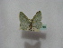  ( - BC ZSM Lep 16359)  @12 [ ] CreativeCommons - Attribution Non-Commercial Share-Alike (2010) Unspecified SNSB, Zoologische Staatssammlung Muenchen