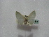  ( - BC ZSM Lep 16361)  @12 [ ] CreativeCommons - Attribution Non-Commercial Share-Alike (2010) Unspecified SNSB, Zoologische Staatssammlung Muenchen