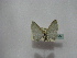  ( - BC ZSM Lep 16364)  @12 [ ] CreativeCommons - Attribution Non-Commercial Share-Alike (2010) Unspecified SNSB, Zoologische Staatssammlung Muenchen