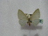  ( - BC ZSM Lep 16365)  @12 [ ] CreativeCommons - Attribution Non-Commercial Share-Alike (2010) Unspecified SNSB, Zoologische Staatssammlung Muenchen