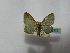  ( - BC ZSM Lep 16375)  @12 [ ] CreativeCommons - Attribution Non-Commercial Share-Alike (2010) Unspecified SNSB, Zoologische Staatssammlung Muenchen