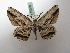 ( - BC ZSM Lep 16386)  @13 [ ] CreativeCommons - Attribution Non-Commercial Share-Alike (2010) Unspecified SNSB, Zoologische Staatssammlung Muenchen