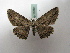  (Euphronarcha AH01Au - BC ZSM Lep 16388)  @14 [ ] CreativeCommons - Attribution Non-Commercial Share-Alike (2010) Unspecified SNSB, Zoologische Staatssammlung Muenchen
