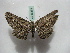  ( - BC ZSM Lep 16393)  @13 [ ] CreativeCommons - Attribution Non-Commercial Share-Alike (2010) Unspecified SNSB, Zoologische Staatssammlung Muenchen