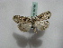  (Chlenias AH01Au - BC ZSM Lep 16396)  @13 [ ] CreativeCommons - Attribution Non-Commercial Share-Alike (2010) Unspecified SNSB, Zoologische Staatssammlung Muenchen