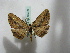  ( - BC ZSM Lep 16409)  @12 [ ] CreativeCommons - Attribution Non-Commercial Share-Alike (2010) Unspecified SNSB, Zoologische Staatssammlung Muenchen