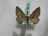  (Aponotoreas AH01Au - BC ZSM Lep 16410)  @13 [ ] CreativeCommons - Attribution Non-Commercial Share-Alike (2010) Unspecified SNSB, Zoologische Staatssammlung Muenchen