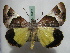  ( - BC ZSM Lep 16412)  @14 [ ] CreativeCommons - Attribution Non-Commercial Share-Alike (2010) Unspecified SNSB, Zoologische Staatssammlung Muenchen