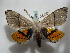  (Gastrophora henricaria - BC ZSM Lep 16416)  @15 [ ] CreativeCommons - Attribution Non-Commercial Share-Alike (2010) Unspecified SNSB, Zoologische Staatssammlung Muenchen