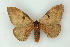  ( - BC ZSM Lep 16711)  @11 [ ] CreativeCommons - Attribution Non-Commercial Share-Alike (2010) Unspecified SNSB, Zoologische Staatssammlung Muenchen