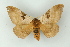  ( - BC ZSM Lep 16749)  @11 [ ] CreativeCommons - Attribution Non-Commercial Share-Alike (2010) Unspecified SNSB, Zoologische Staatssammlung Muenchen