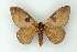  ( - BC ZSM Lep 16751)  @11 [ ] CreativeCommons - Attribution Non-Commercial Share-Alike (2010) Unspecified SNSB, Zoologische Staatssammlung Muenchen