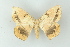  ( - BC ZSM Lep 16753)  @11 [ ] CreativeCommons - Attribution Non-Commercial Share-Alike (2010) Unspecified SNSB, Zoologische Staatssammlung Muenchen