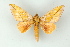  ( - BC ZSM Lep 16757)  @11 [ ] CreativeCommons - Attribution Non-Commercial Share-Alike (2010) Unspecified SNSB, Zoologische Staatssammlung Muenchen