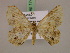  ( - BC ZSM Lep 17471)  @13 [ ] CreativeCommons - Attribution Non-Commercial Share-Alike (2010) Unspecified SNSB, Zoologische Staatssammlung Muenchen