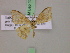  ( - BC ZSM Lep 17495)  @11 [ ] CreativeCommons - Attribution Non-Commercial Share-Alike (2010) Unspecified SNSB, Zoologische Staatssammlung Muenchen