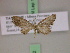  ( - BC ZSM Lep 17501)  @11 [ ] CreativeCommons - Attribution Non-Commercial Share-Alike (2010) Unspecified SNSB, Zoologische Staatssammlung Muenchen