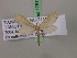  ( - BC ZSM Lep 17517)  @11 [ ] CreativeCommons - Attribution Non-Commercial Share-Alike (2010) Unspecified SNSB, Zoologische Staatssammlung Muenchen