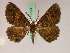  ( - BC ZSM Lep 17524)  @11 [ ] CreativeCommons - Attribution Non-Commercial Share-Alike (2010) Unspecified SNSB, Zoologische Staatssammlung Muenchen