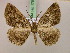  (Xylopteryx MS02Tz - BC ZSM Lep 17525)  @11 [ ] CreativeCommons - Attribution Non-Commercial Share-Alike (2010) Unspecified SNSB, Zoologische Staatssammlung Muenchen