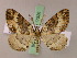  (Xylopteryx MS03Tz - BC ZSM Lep 17526)  @11 [ ] CreativeCommons - Attribution Non-Commercial Share-Alike (2010) Unspecified SNSB, Zoologische Staatssammlung Muenchen