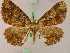  (Xylopteryx MS04Tz - BC ZSM Lep 17527)  @11 [ ] CreativeCommons - Attribution Non-Commercial Share-Alike (2010) Unspecified SNSB, Zoologische Staatssammlung Muenchen