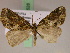  (Xylopteryx MS05Tz - BC ZSM Lep 17528)  @11 [ ] CreativeCommons - Attribution Non-Commercial Share-Alike (2010) Unspecified SNSB, Zoologische Staatssammlung Muenchen