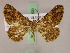  (Xylopteryx MS06Tz - BC ZSM Lep 17530)  @11 [ ] CreativeCommons - Attribution Non-Commercial Share-Alike (2010) Unspecified SNSB, Zoologische Staatssammlung Muenchen