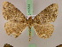  ( - BC ZSM Lep 17531)  @12 [ ] CreativeCommons - Attribution Non-Commercial Share-Alike (2010) Unspecified SNSB, Zoologische Staatssammlung Muenchen