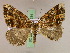  (Xylopteryx MS09Tz - BC ZSM Lep 17534)  @14 [ ] CreativeCommons - Attribution Non-Commercial Share-Alike (2010) Unspecified SNSB, Zoologische Staatssammlung Muenchen