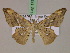  (Xenimpia erosaMS02Tz - BC ZSM Lep 17540)  @13 [ ] CreativeCommons - Attribution Non-Commercial Share-Alike (2010) Unspecified SNSB, Zoologische Staatssammlung Muenchen