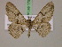  ( - BC ZSM Lep 17542)  @14 [ ] CreativeCommons - Attribution Non-Commercial Share-Alike (2010) Unspecified SNSB, Zoologische Staatssammlung Muenchen