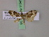  (Xanthorhoe MS01Tz - BC ZSM Lep 17543)  @12 [ ] CreativeCommons - Attribution Non-Commercial Share-Alike (2010) Unspecified SNSB, Zoologische Staatssammlung Muenchen