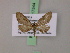  ( - BC ZSM Lep 17544)  @13 [ ] CreativeCommons - Attribution Non-Commercial Share-Alike (2010) Unspecified SNSB, Zoologische Staatssammlung Muenchen