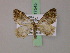  (Xanthorhoe MS02Tz - BC ZSM Lep 17545)  @11 [ ] CreativeCommons - Attribution Non-Commercial Share-Alike (2010) Unspecified SNSB, Zoologische Staatssammlung Muenchen