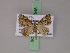  ( - BC ZSM Lep 17546)  @13 [ ] CreativeCommons - Attribution Non-Commercial Share-Alike (2010) Unspecified SNSB, Zoologische Staatssammlung Muenchen