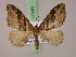  (Xanthorhoe MS03Tz - BC ZSM Lep 17548)  @11 [ ] CreativeCommons - Attribution Non-Commercial Share-Alike (2010) Unspecified SNSB, Zoologische Staatssammlung Muenchen