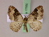  (Xanthorhoe MS04Tz - BC ZSM Lep 17550)  @14 [ ] CreativeCommons - Attribution Non-Commercial Share-Alike (2010) Unspecified SNSB, Zoologische Staatssammlung Muenchen