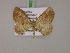 (Asthenotricha strangulata MS01Tz - BC ZSM Lep 17552)  @11 [ ] CreativeCommons - Attribution Non-Commercial Share-Alike (2010) Unspecified SNSB, Zoologische Staatssammlung Muenchen
