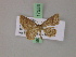  (Asthenotricha MS01Tz - BC ZSM Lep 17553)  @13 [ ] CreativeCommons - Attribution Non-Commercial Share-Alike (2010) Unspecified SNSB, Zoologische Staatssammlung Muenchen