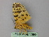  ( - BC ZSM Lep 17890)  @13 [ ] CreativeCommons - Attribution Non-Commercial Share-Alike (2010) Unspecified SNSB, Zoologische Staatssammlung Muenchen
