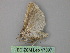  ( - BC ZSM Lep 17897)  @12 [ ] CreativeCommons - Attribution Non-Commercial Share-Alike (2010) Unspecified SNSB, Zoologische Staatssammlung Muenchen