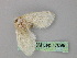  ( - BC ZSM Lep 17898)  @12 [ ] CreativeCommons - Attribution Non-Commercial Share-Alike (2010) Unspecified SNSB, Zoologische Staatssammlung Muenchen