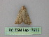 ( - BC ZSM Lep 17925)  @13 [ ] CreativeCommons - Attribution Non-Commercial Share-Alike (2010) Unspecified SNSB, Zoologische Staatssammlung Muenchen