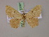  ( - BC ZSM Lep 20007)  @14 [ ] CreativeCommons - Attribution Non-Commercial Share-Alike (2010) Unspecified SNSB, Zoologische Staatssammlung Muenchen